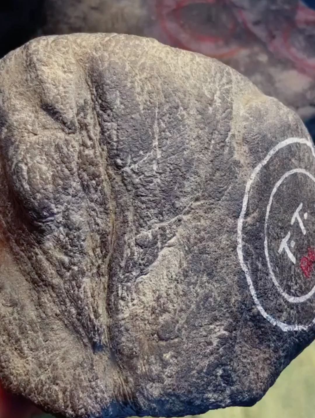 莫西沙老象皮,皮壳老辣,起油起皱,压灯有飘花