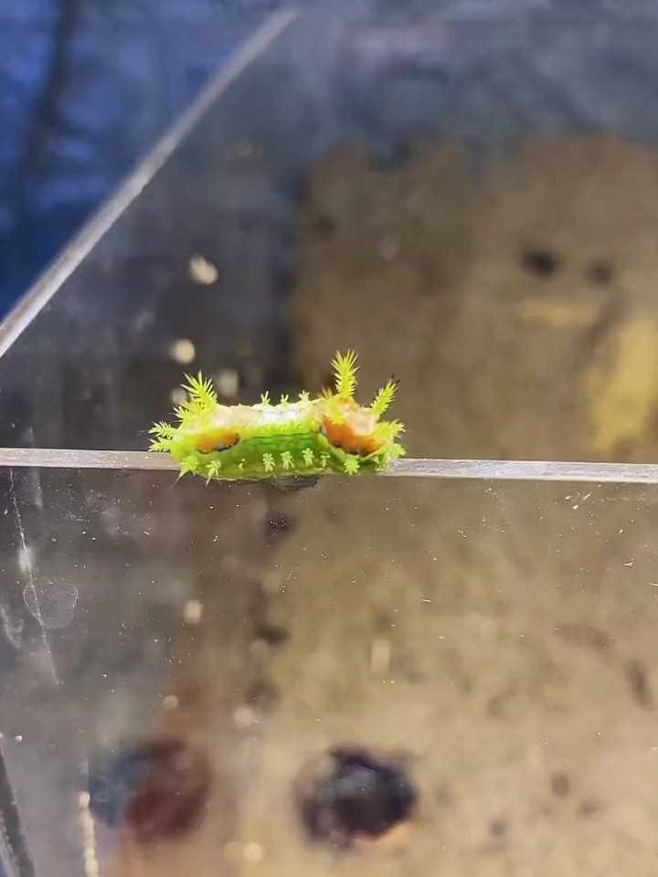 你们管这个八角丁叫什么名字?