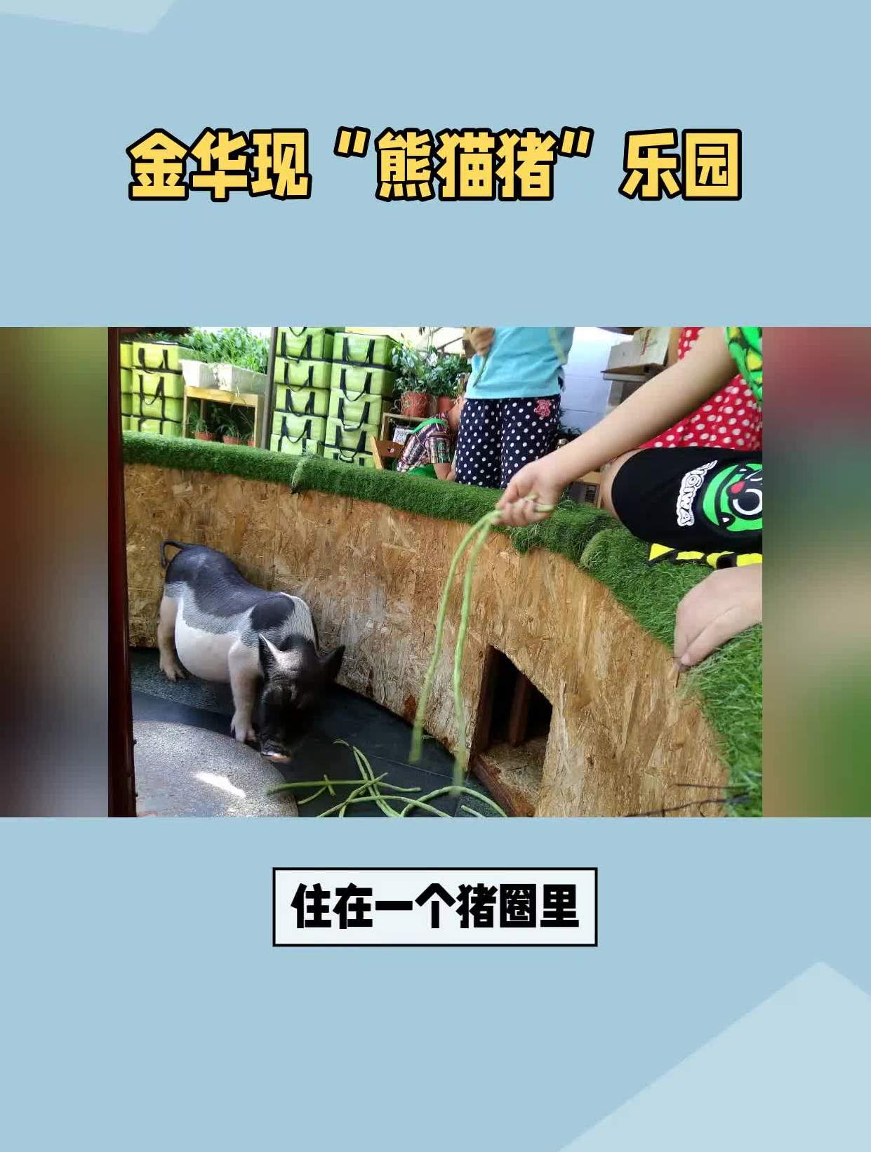 每晚8888元退房送一头猪猪景房火了