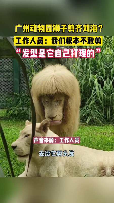 广州动物园狮子剪齐刘海?