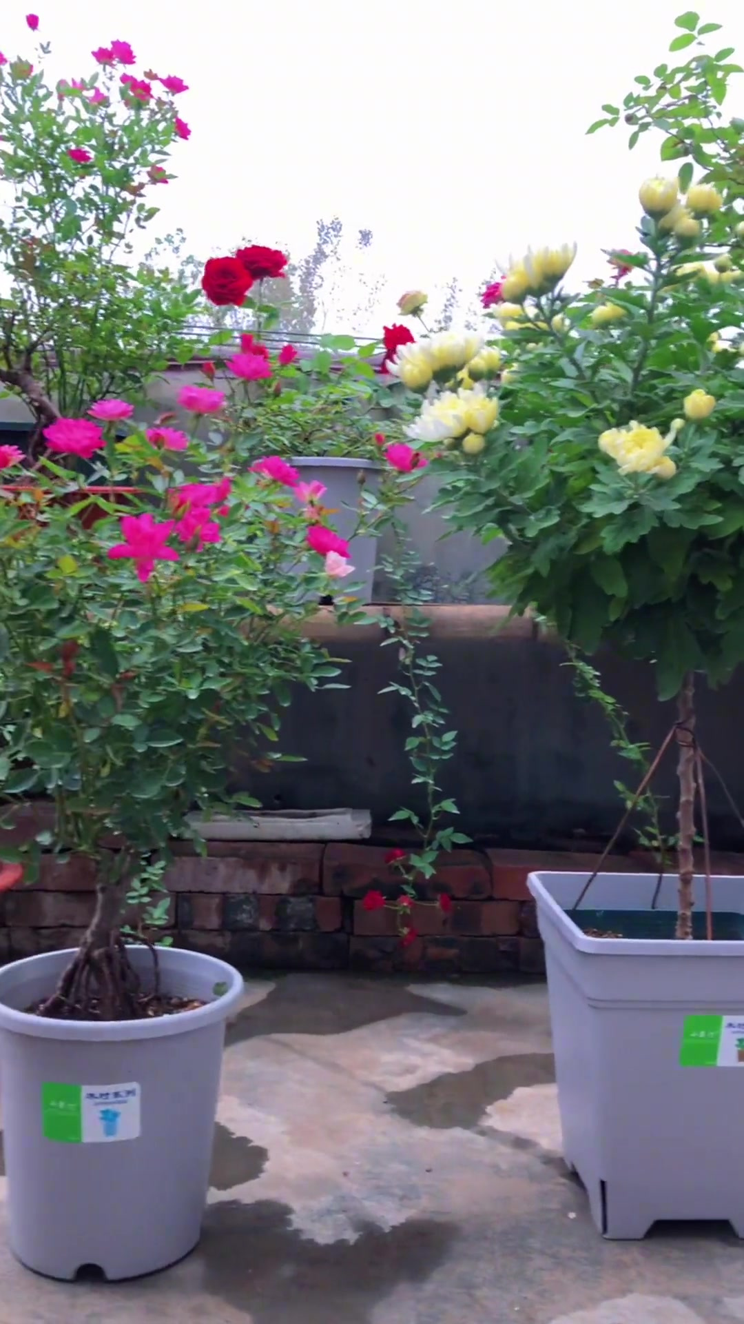 原生菊花棒棒糖,透色后这一刻觉得值了 菊花棒棒糖 菊花造型-度小视