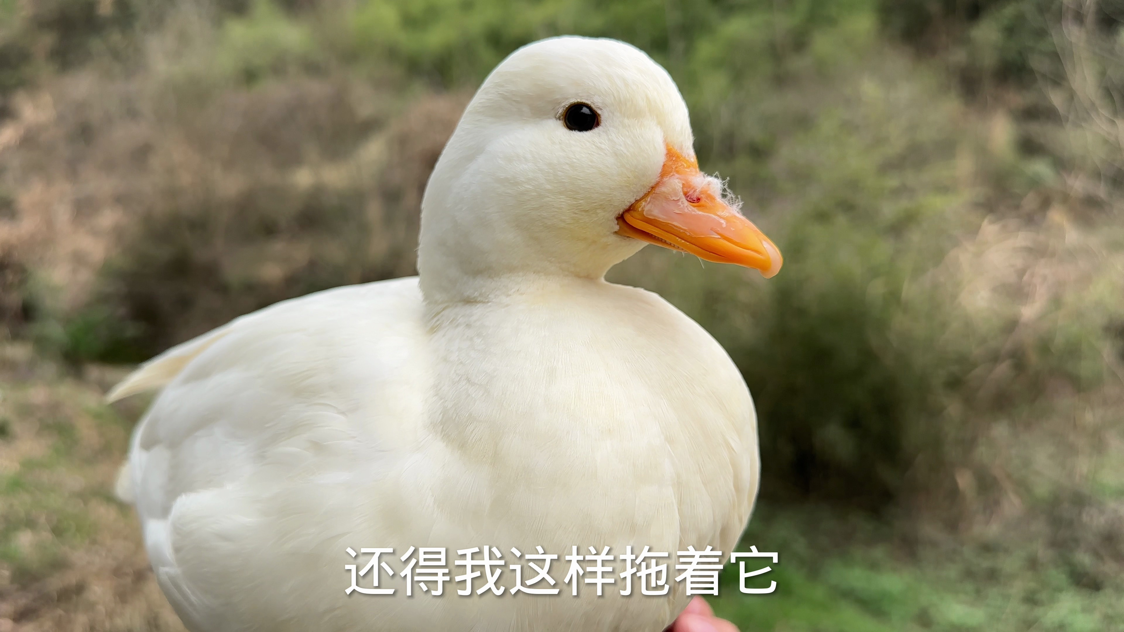 价值上万的柯尔鸭有多精?全程戏耍主人