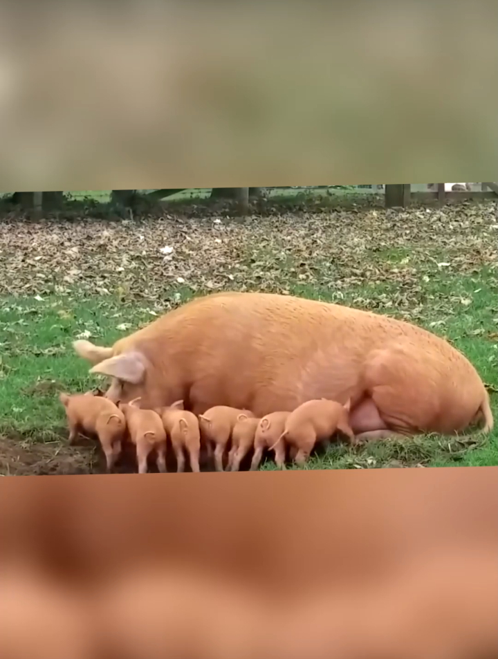 老母猪喂奶时突然发母猪疯一举就将小猪崽顶上天