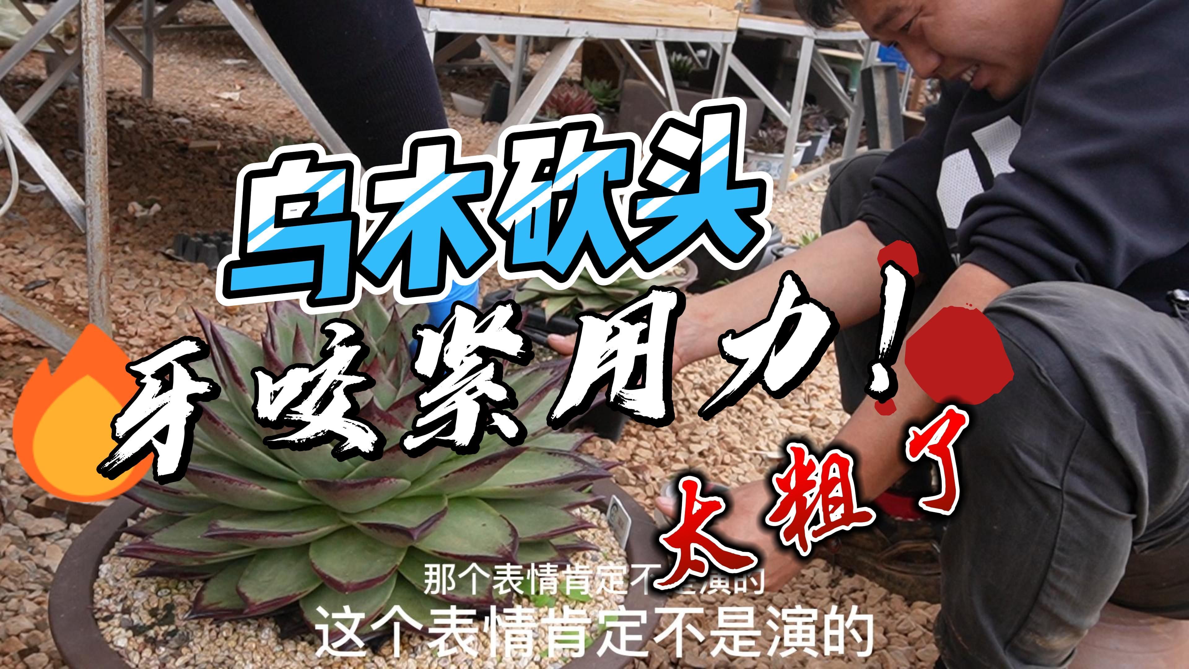 多肉乌木砍头,笔断了?牙咬紧用力?