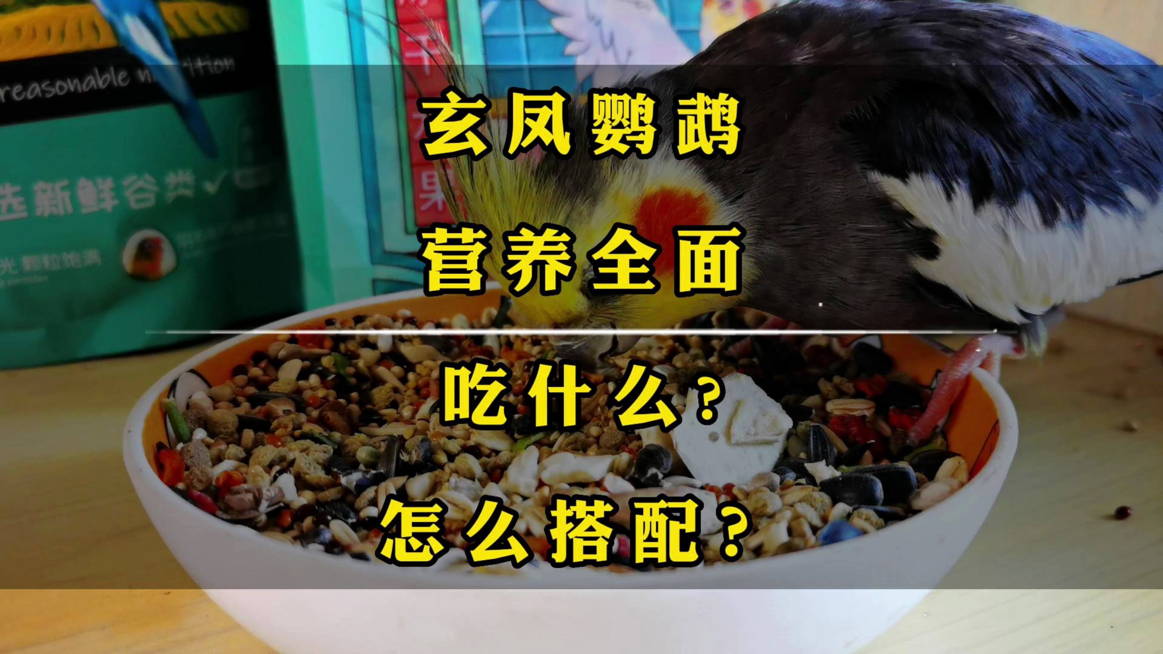 玄凤鹦鹉吃什么，怎么搭配才营养全面？