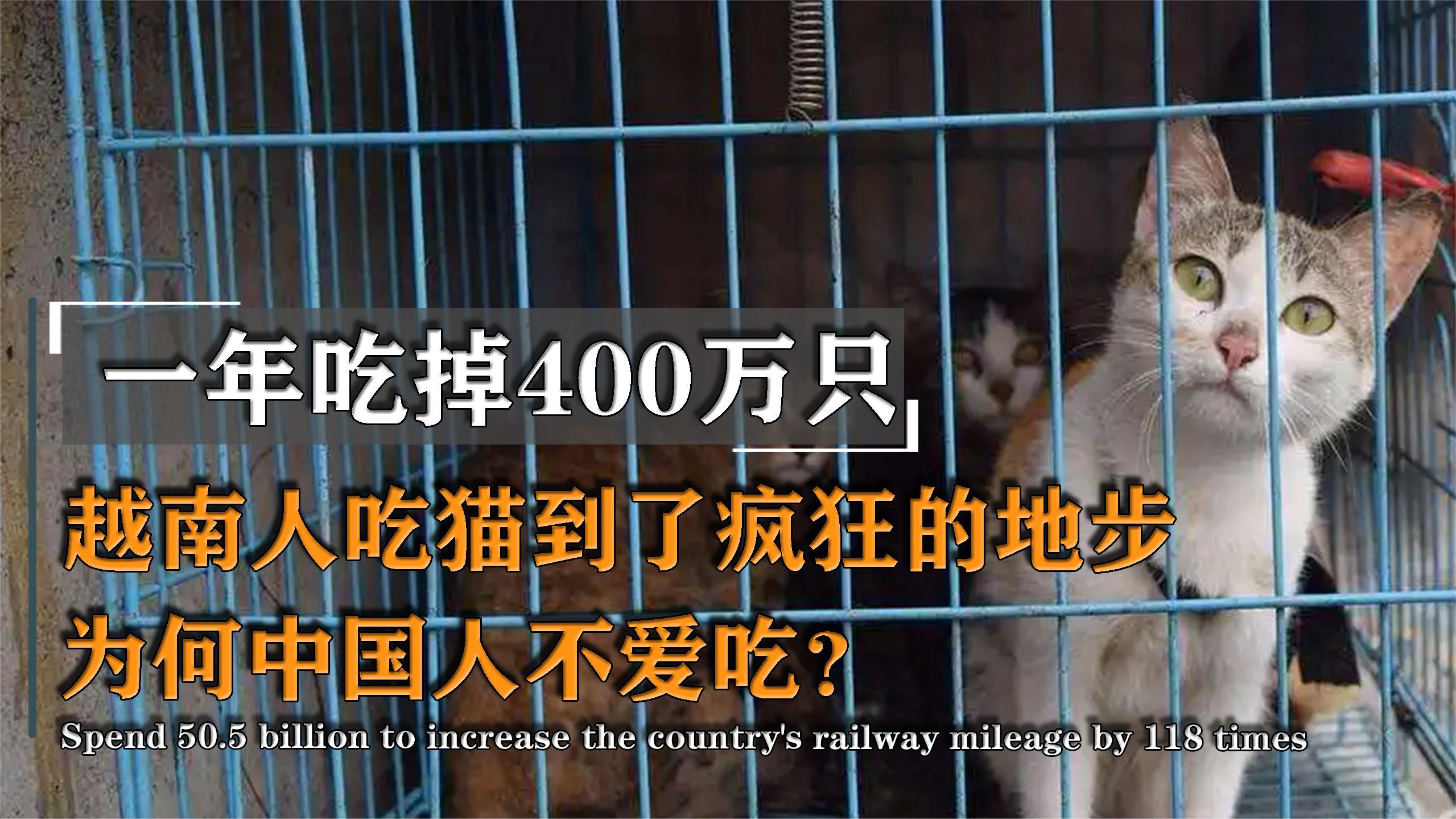 越南一年吃掉400万只猫,吃到需要从外国进口,中国为何却不敢吃