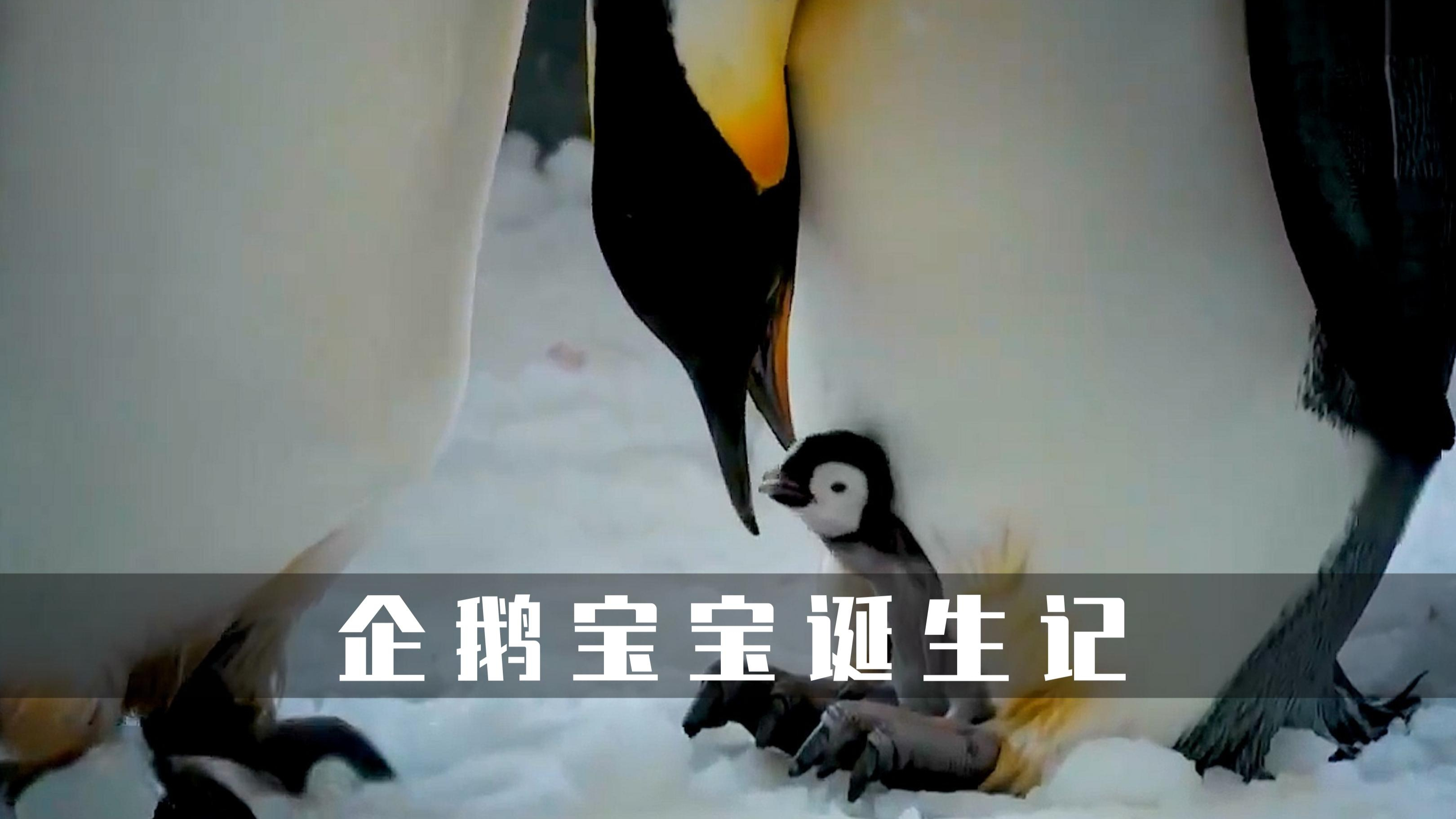 南极的帝企鹅,在万里之外的中国海洋馆繁衍,它们会遇到哪些困难