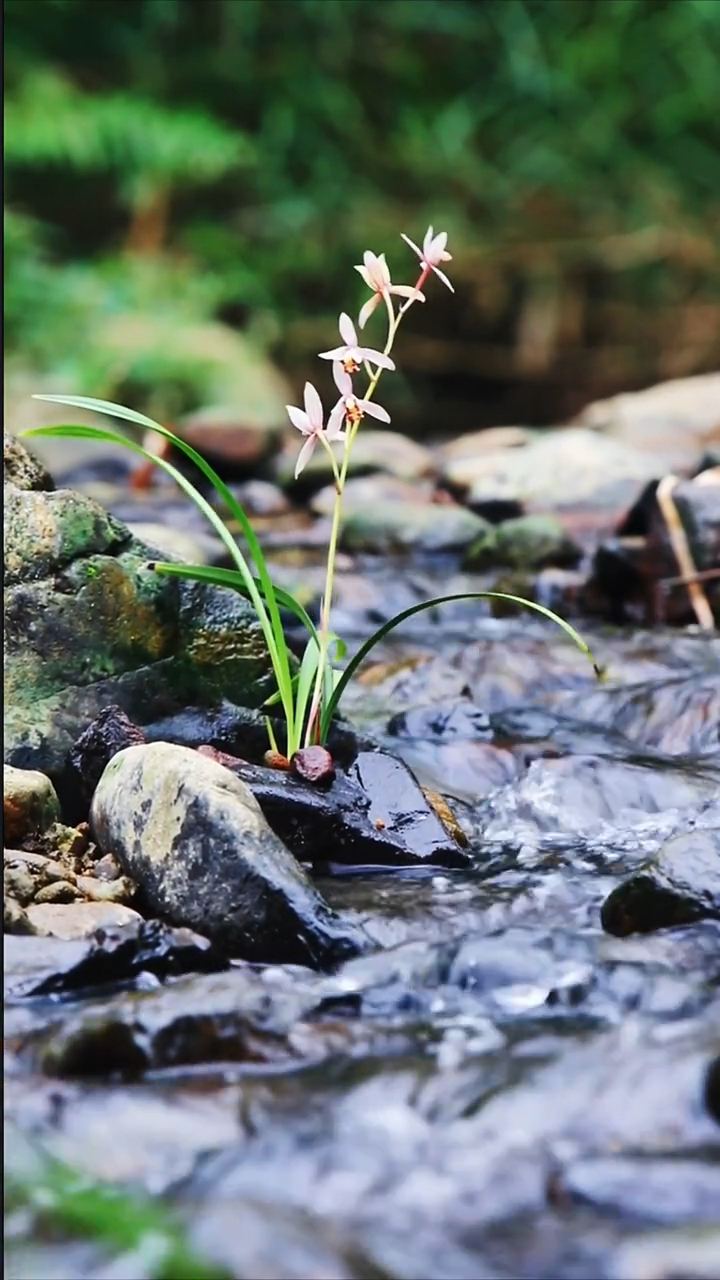 兰生幽谷独自芳馥郁锦绣吐幽香