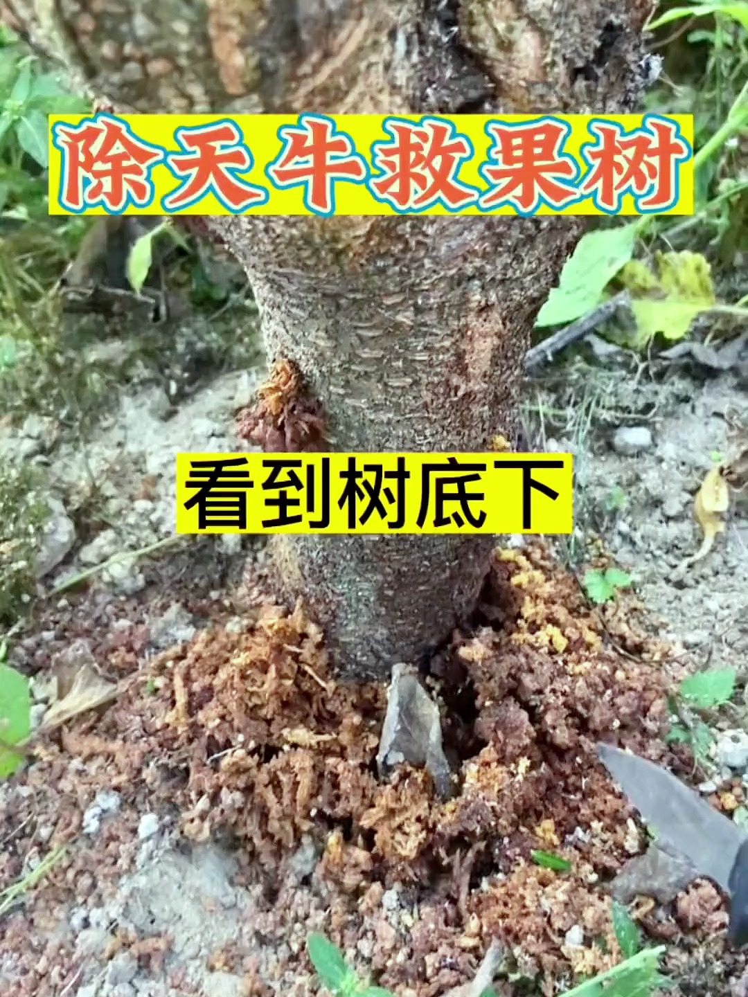 家里果树被天牛咬了的,一定要重视,天牛克星主要还不伤树