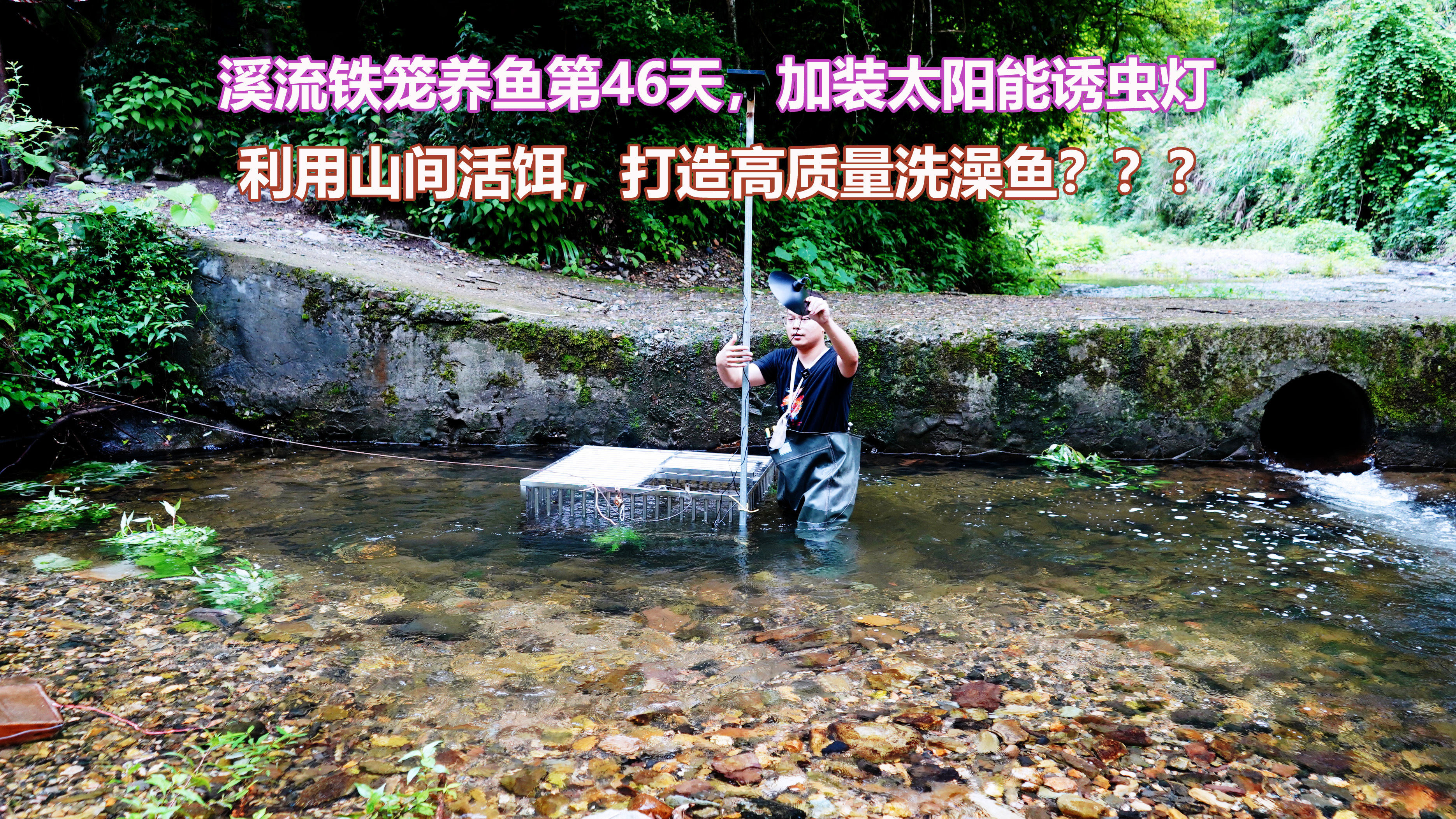 溪流铁笼养鱼46天,加个太阳能诱虫灯,利用山间活饵打造高质量鱼