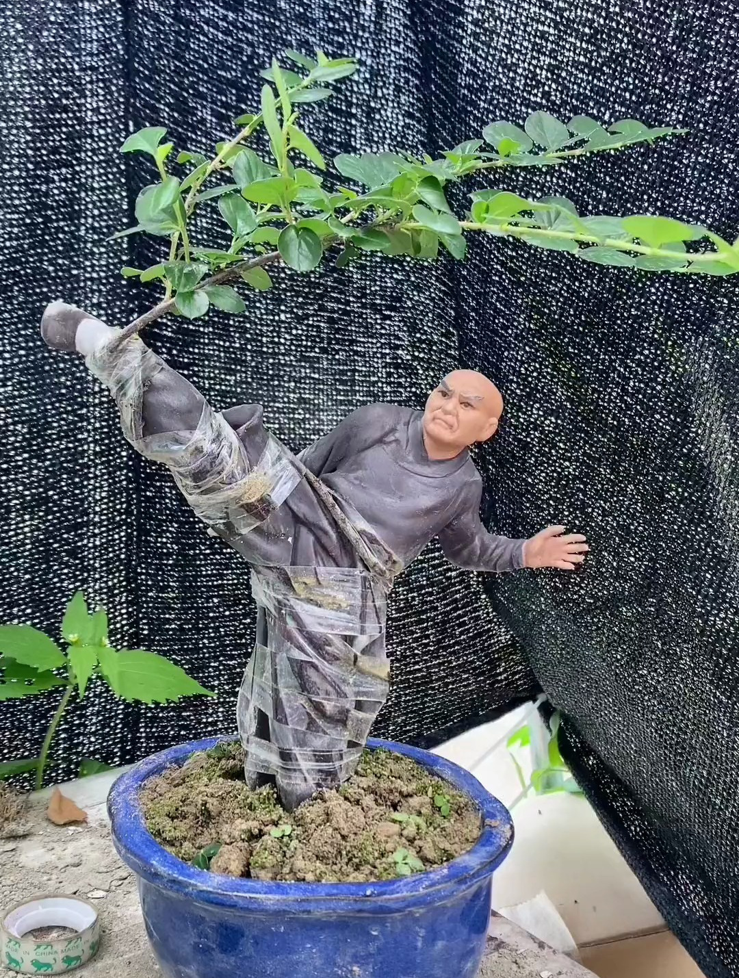 人物摆件盆景,小叶红花荀子