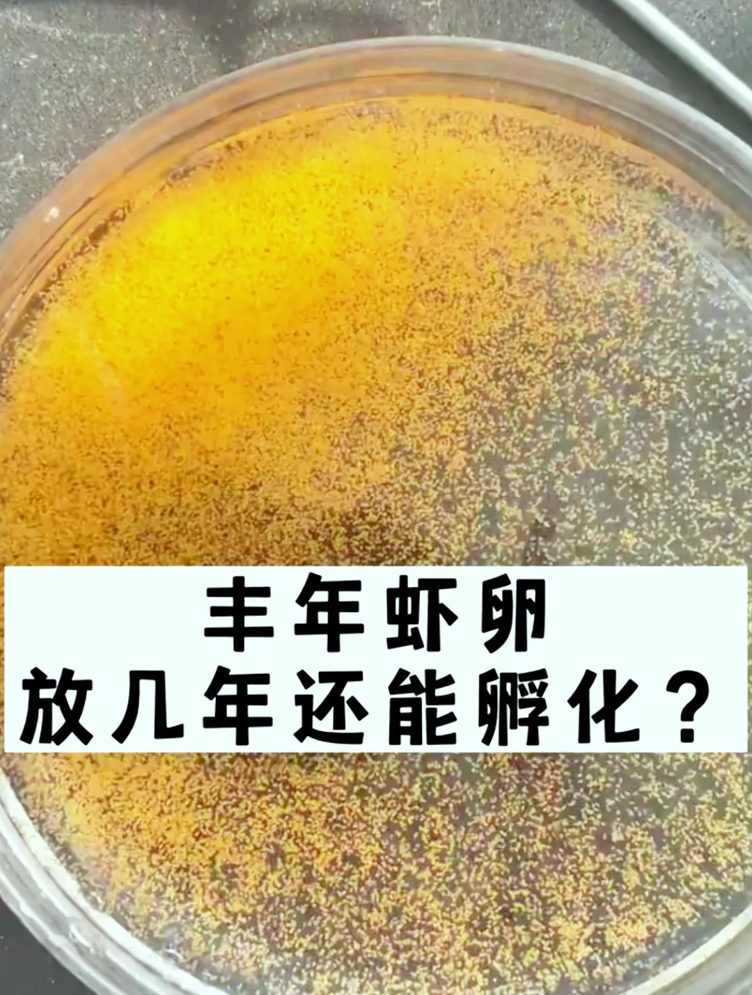 虾卵孵化需要多长时间图片