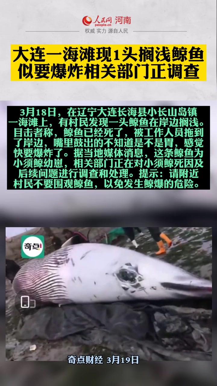 大连 辽宁 鲸鱼 鲸鱼搁浅 鲸落 热点-度小视