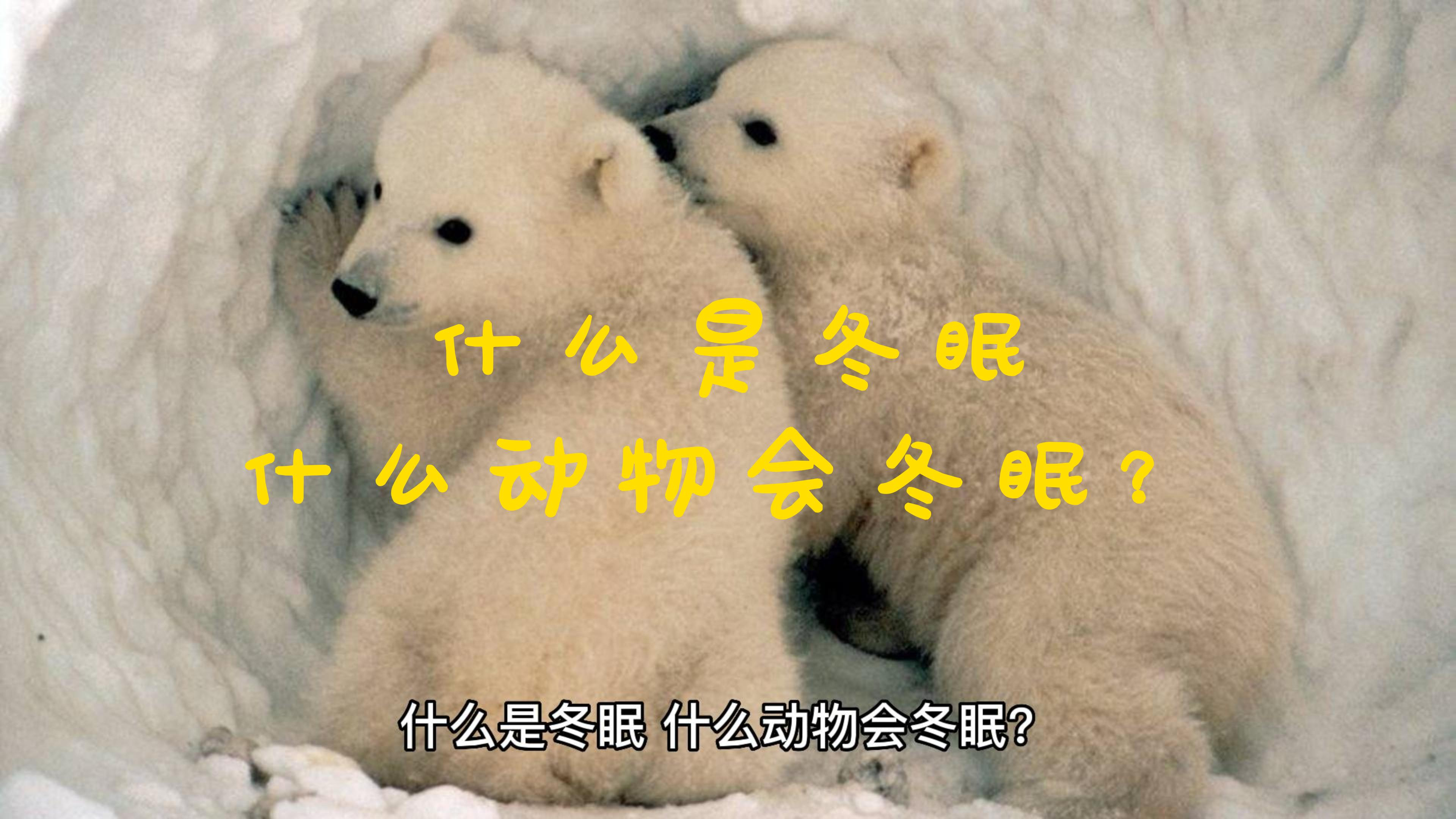 什么是冬眠,什么动物会冬眠?