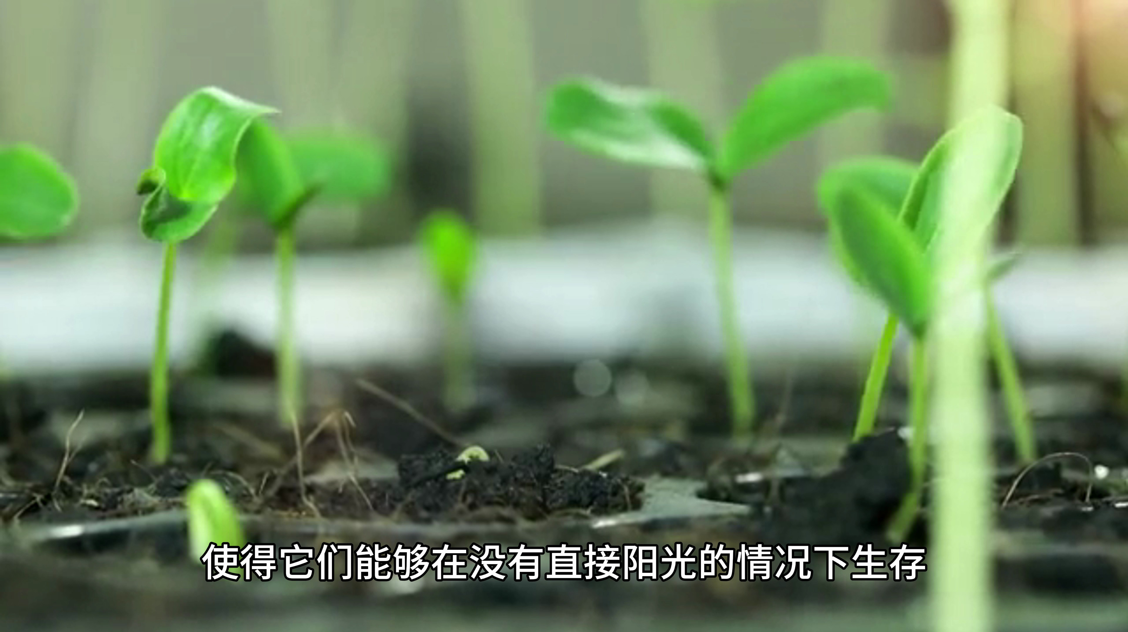 蔬菜生长与光照条件的关系及不需要阳光的蔬菜种类