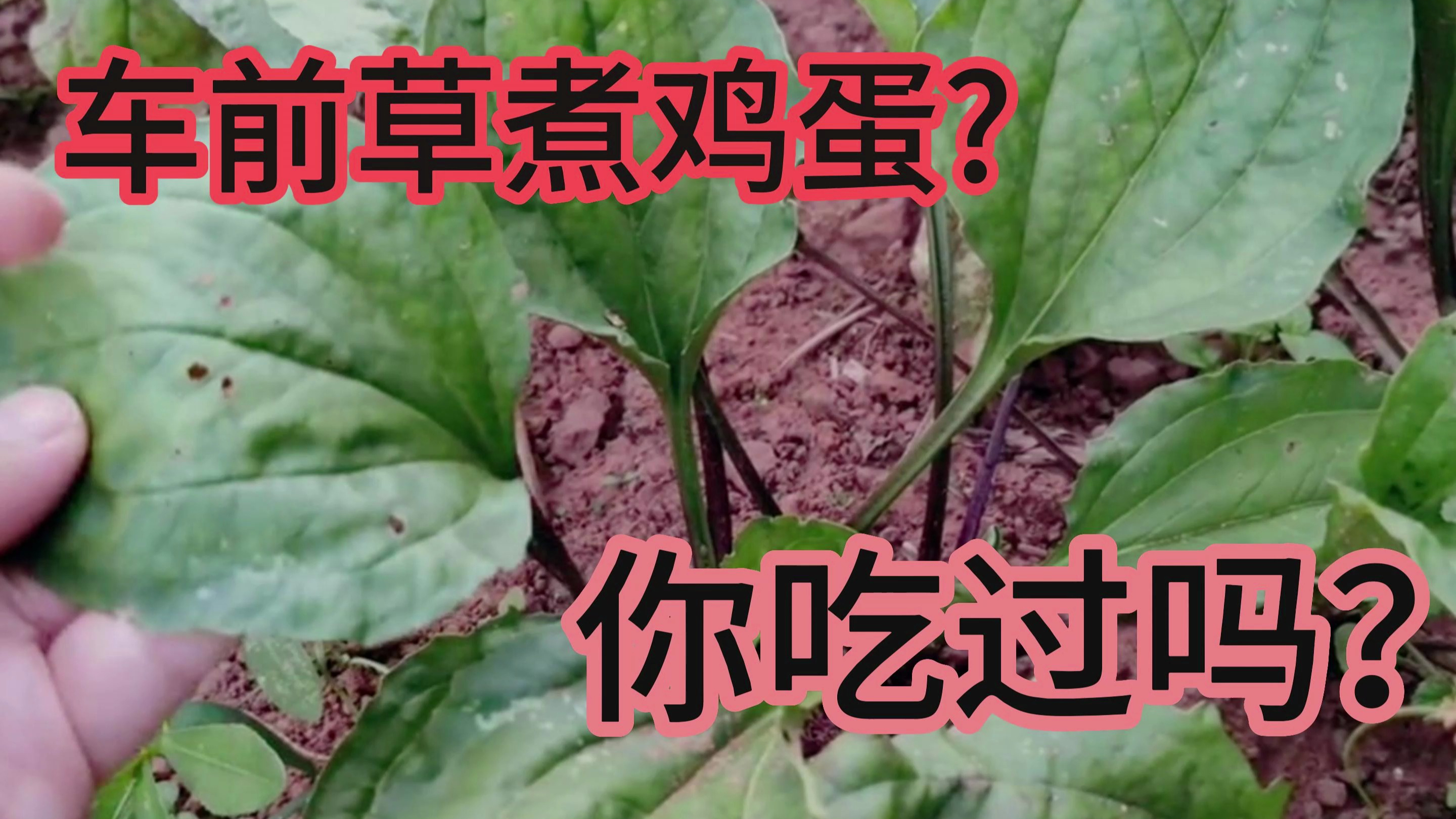 车前草煮鸡蛋,你吃过吗?
