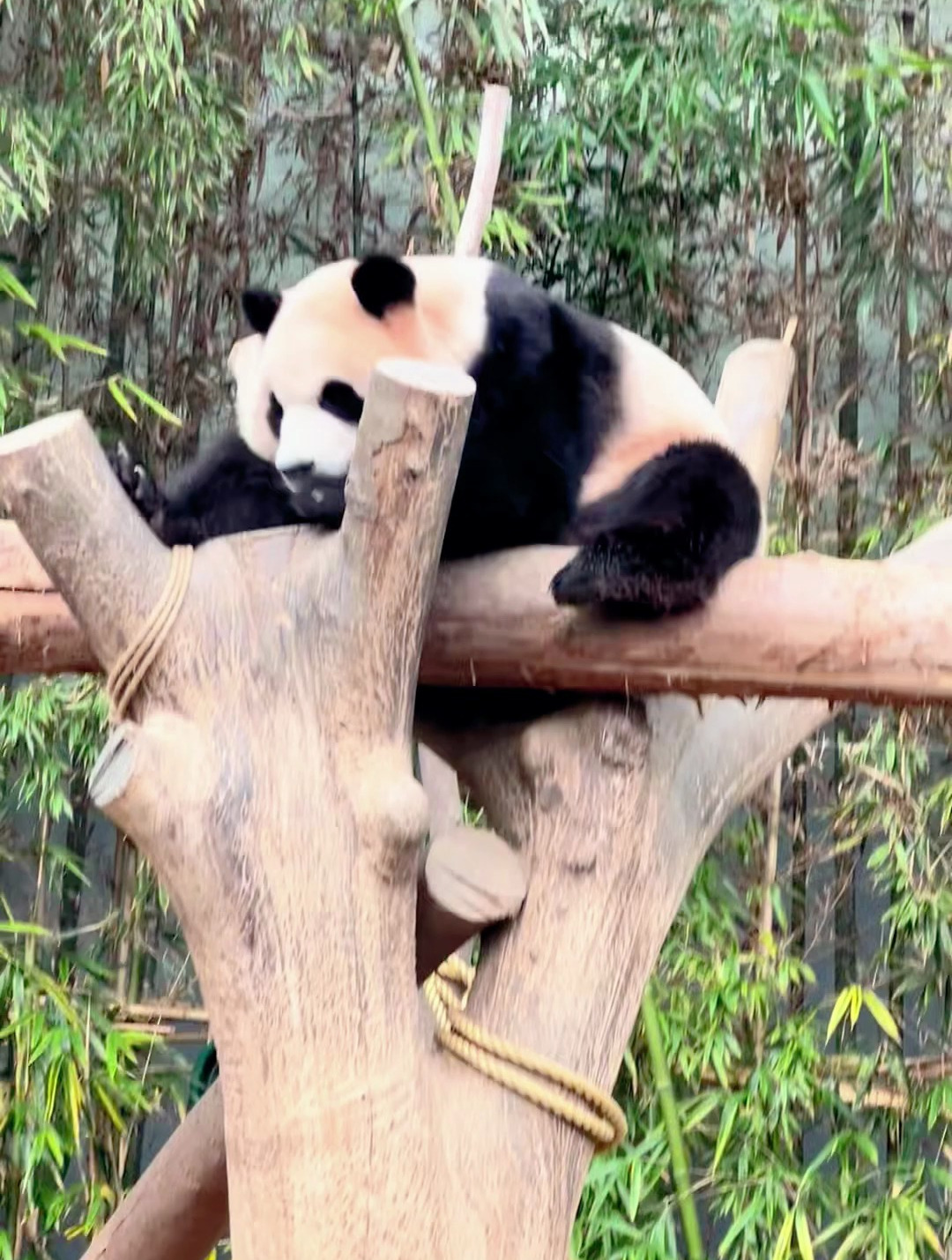 可爱的福宝,睡觉动作丝滑中带点可爱,最喜欢看她捂眼晴睡觉