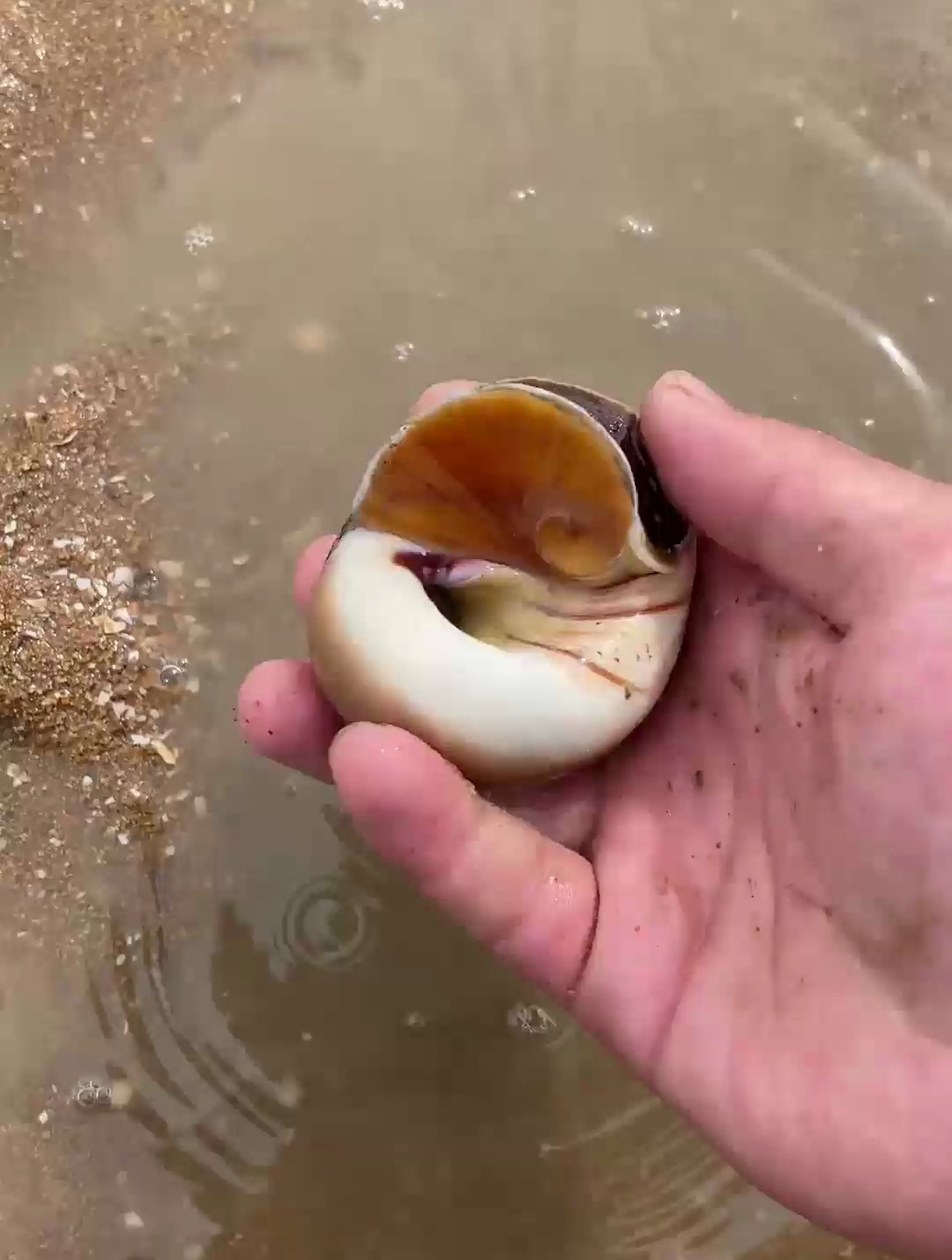 赶海发现一只肉嘟嘟的猫眼螺水花太漂亮了 赶海-度小视