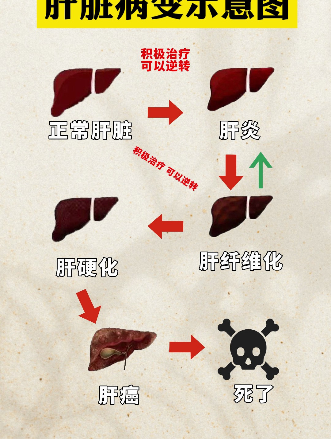 羊肝脏病变图片图片