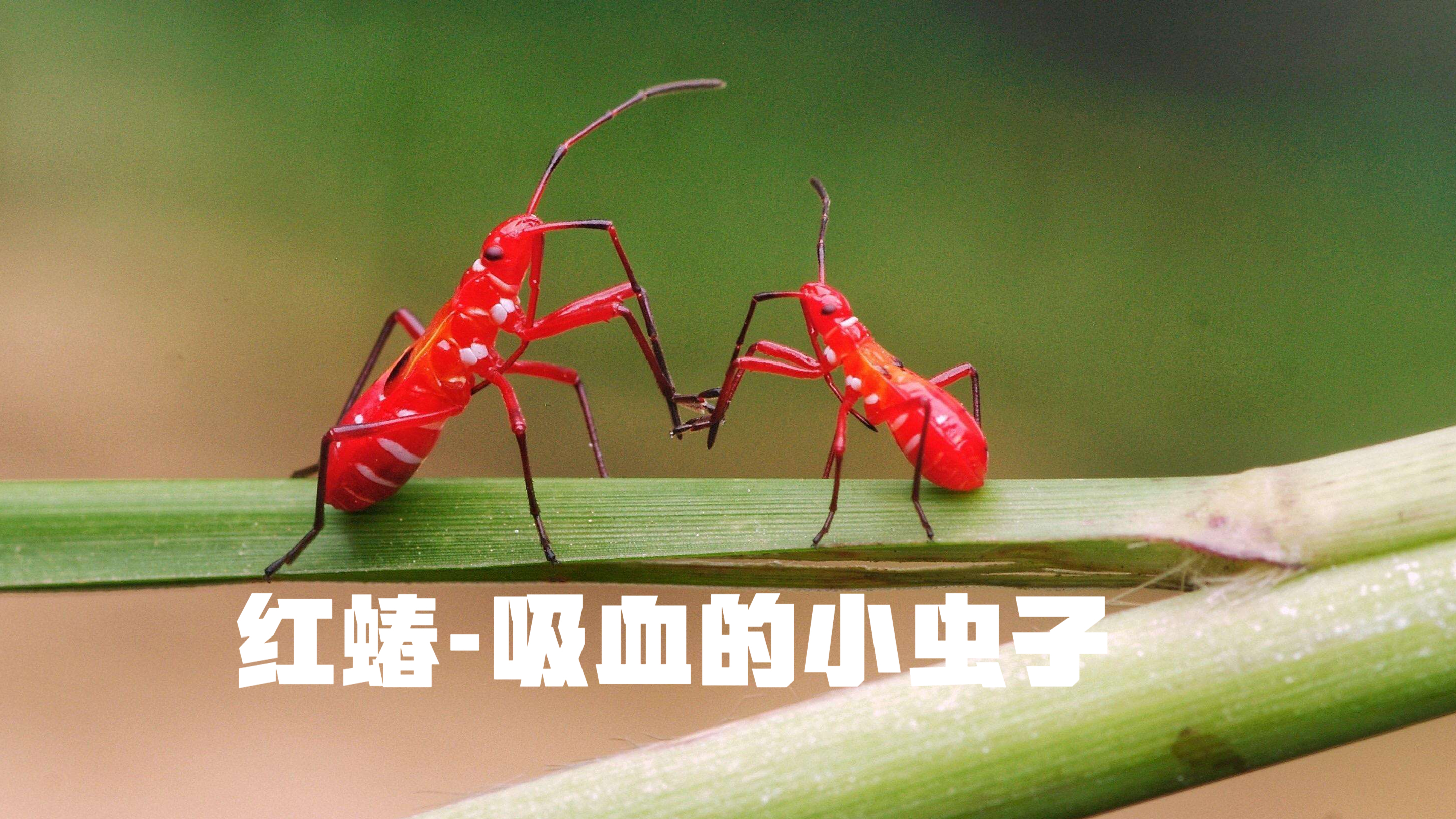 你知道吗?这种小虫子竟然吸血……