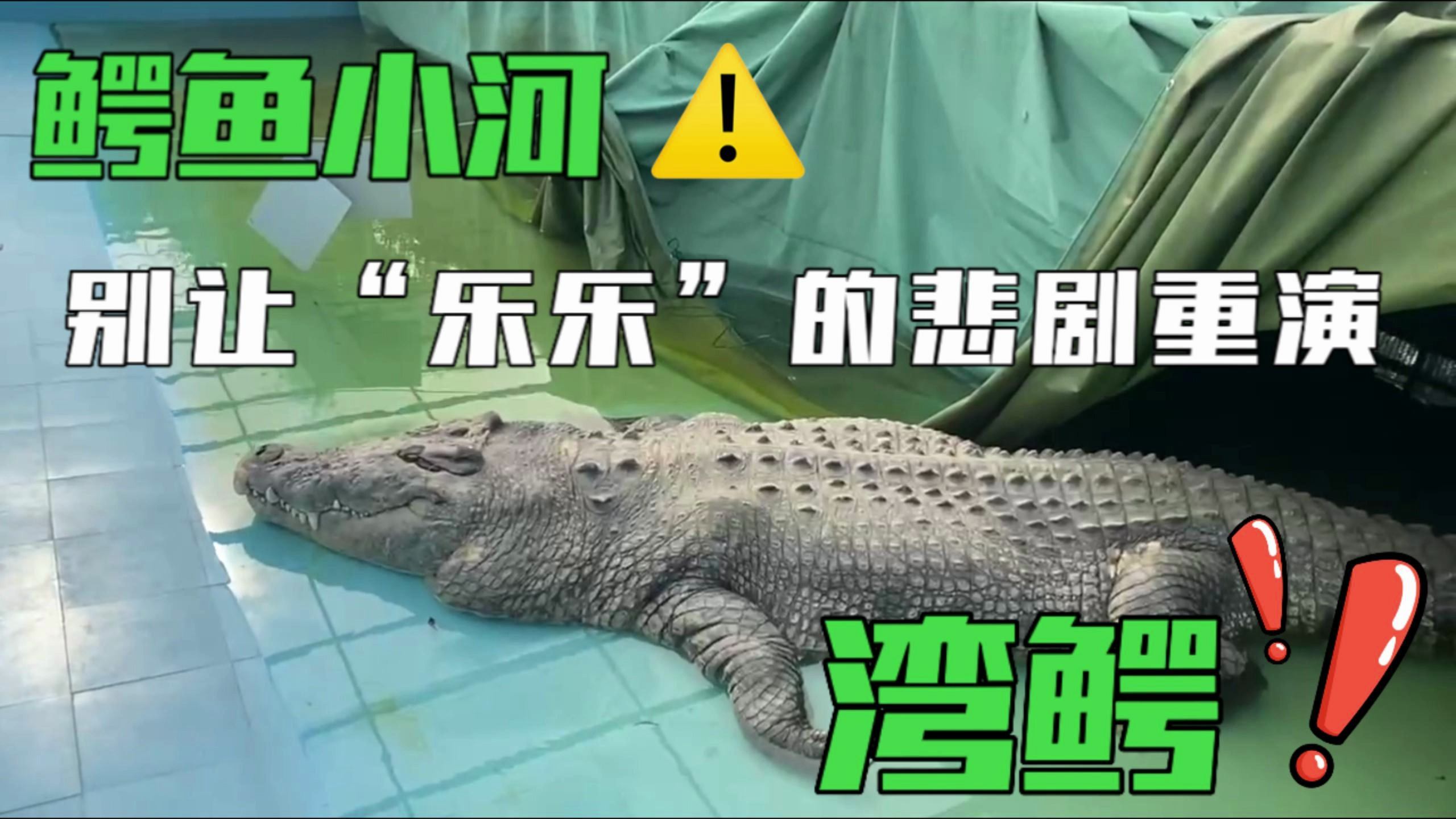 志愿者来信:世界最大圈养湾鳄“小河”已成“老河”,状况堪忧望厦门有关部门关注!