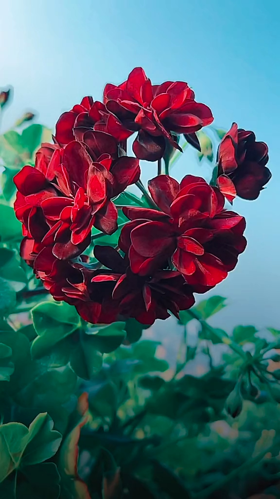 天竺葵汤米黑玫瑰