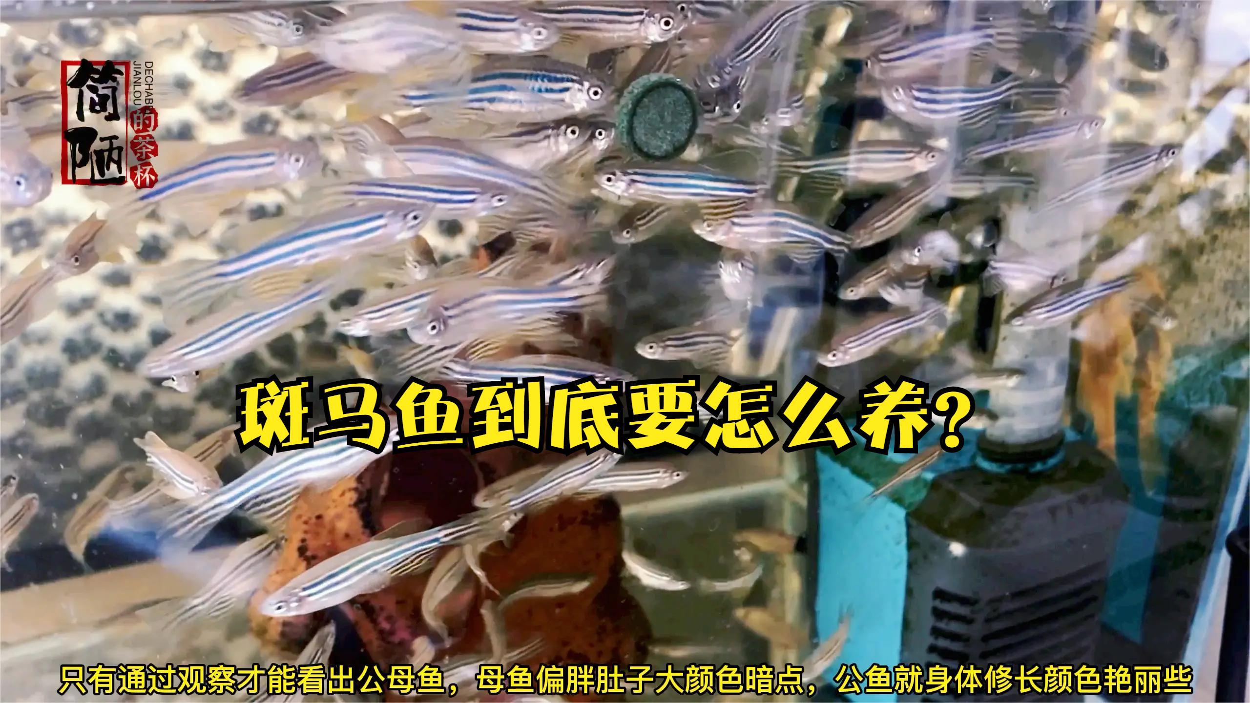 二月末孵化的斑马鱼怎么样了,斑马鱼到底要怎么养?