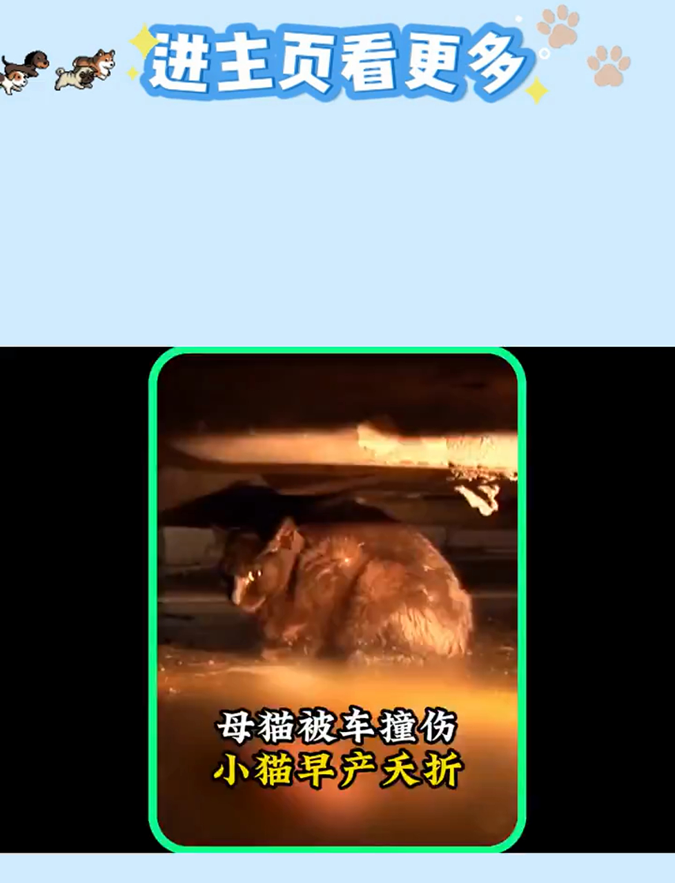 雨夜中,心碎母猫守护夭折幼崽,不愿离去