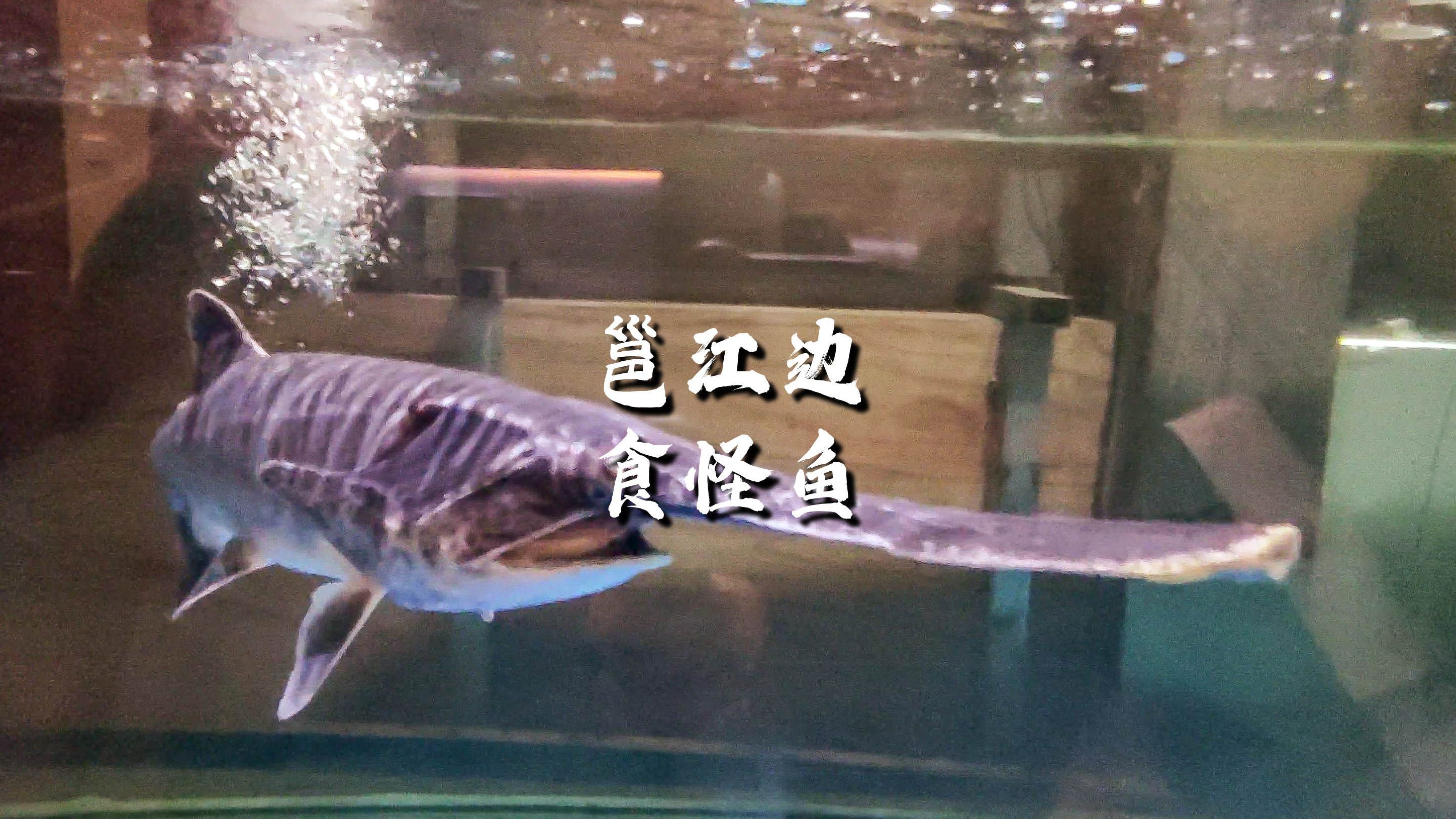 流浪小蜗-房车旅行-南宁邕江边-品尝鸭嘴鱼