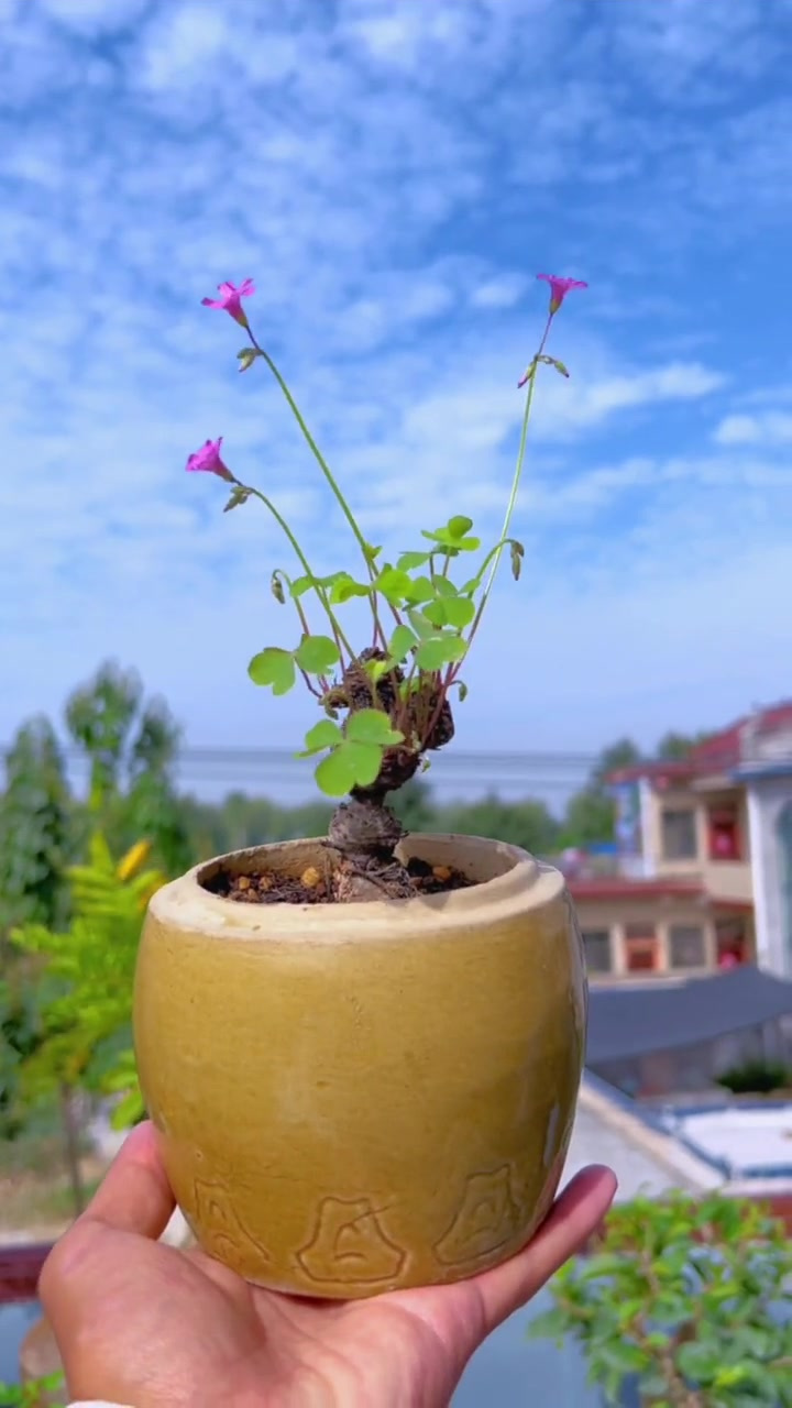 喜欢这种小清新,提根酢浆草总是那么耐看 酢浆草 提根酢浆草-度小视