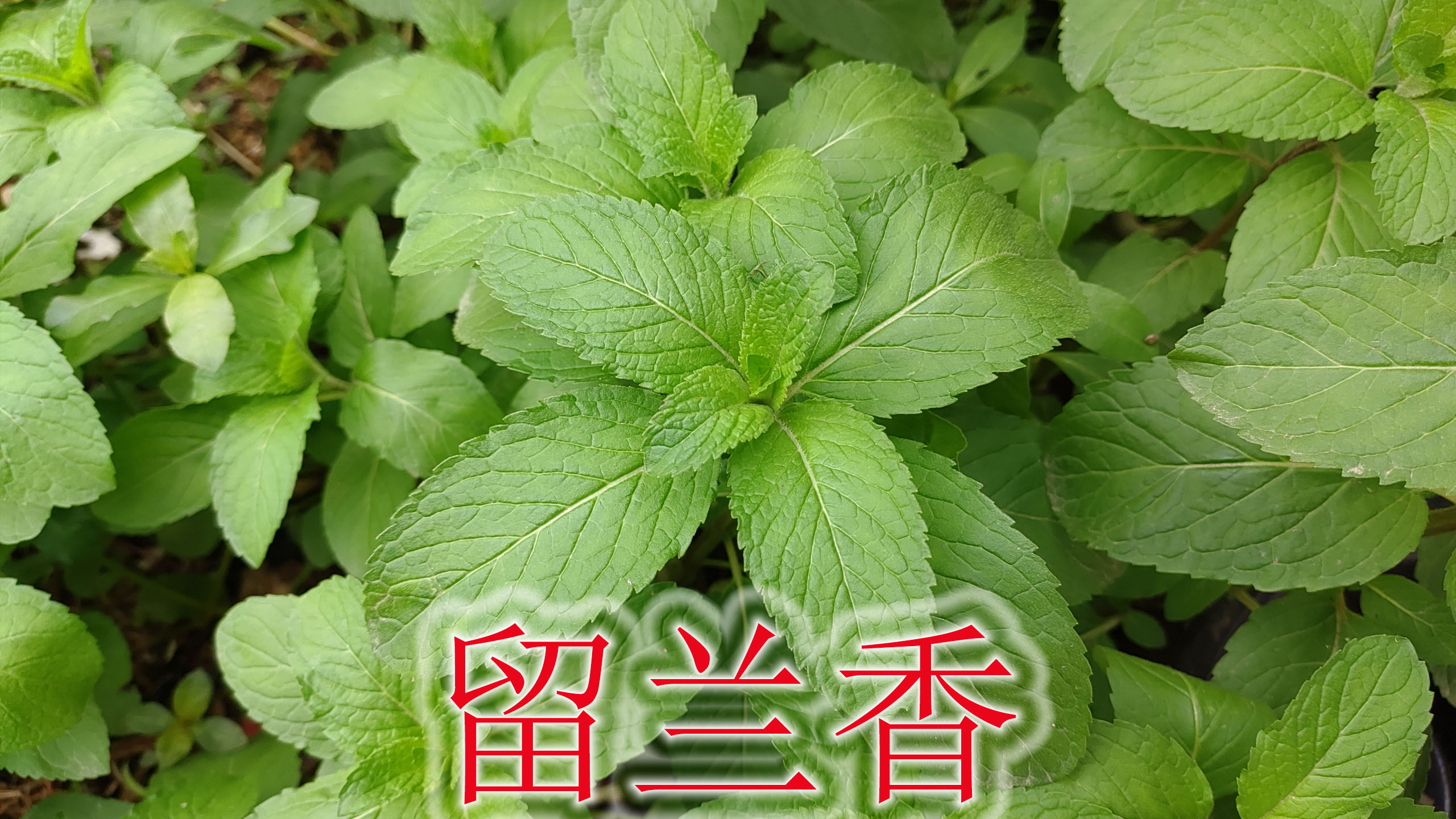 古典籍记载“升阳菜”,植物学名“留兰香”,生活中用途了解吗
