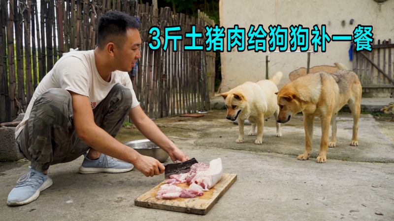 3斤土猪肉100块钱 给中华田园犬补一餐 狗狗馋哭了 搞笑 萌宠 好看视频 3斤土猪肉100块钱 给中华田园犬补一餐 狗狗馋哭了 搞笑 萌宠 好看视频