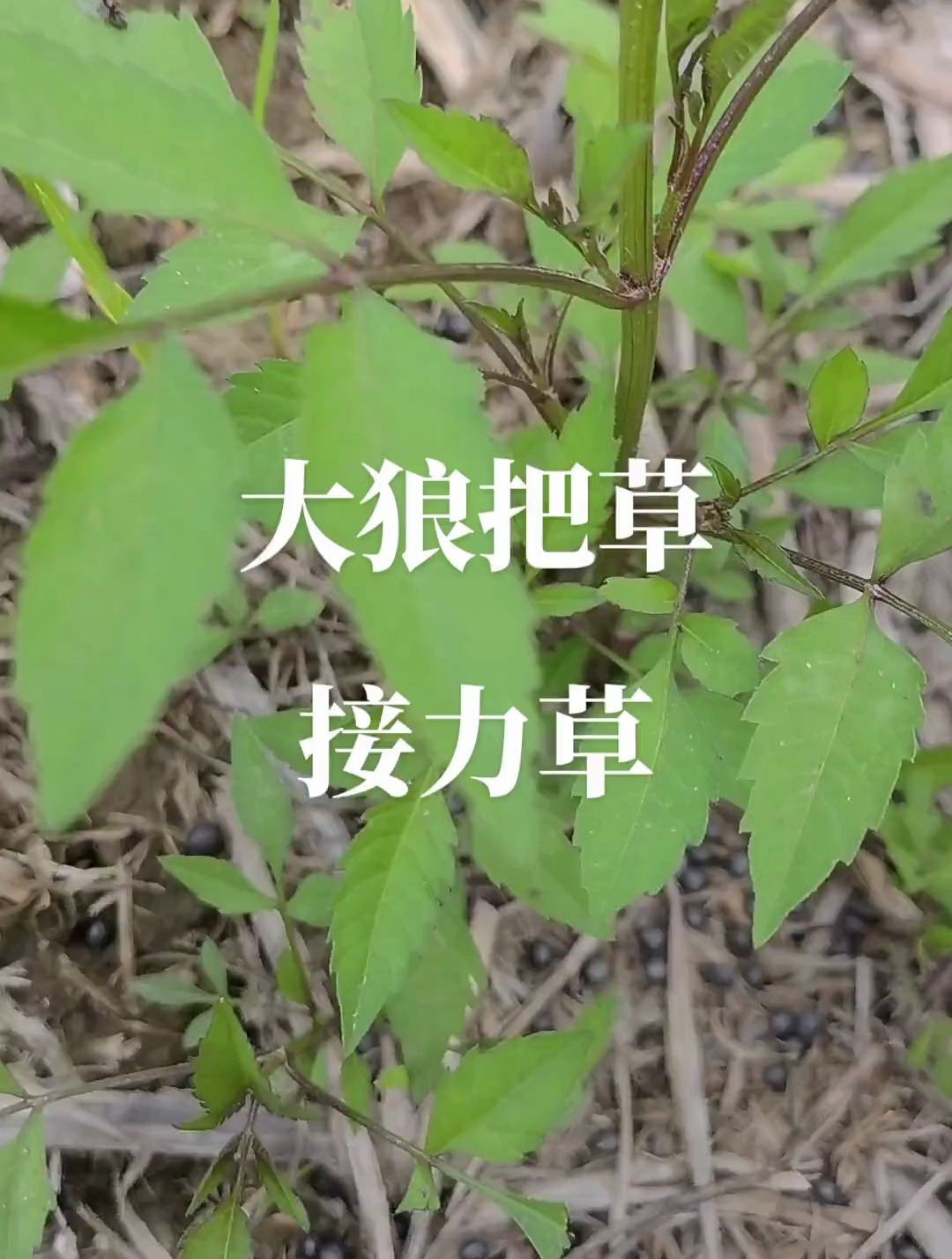 农村野草:大狼把草又名接力草,和鬼针草长得很像