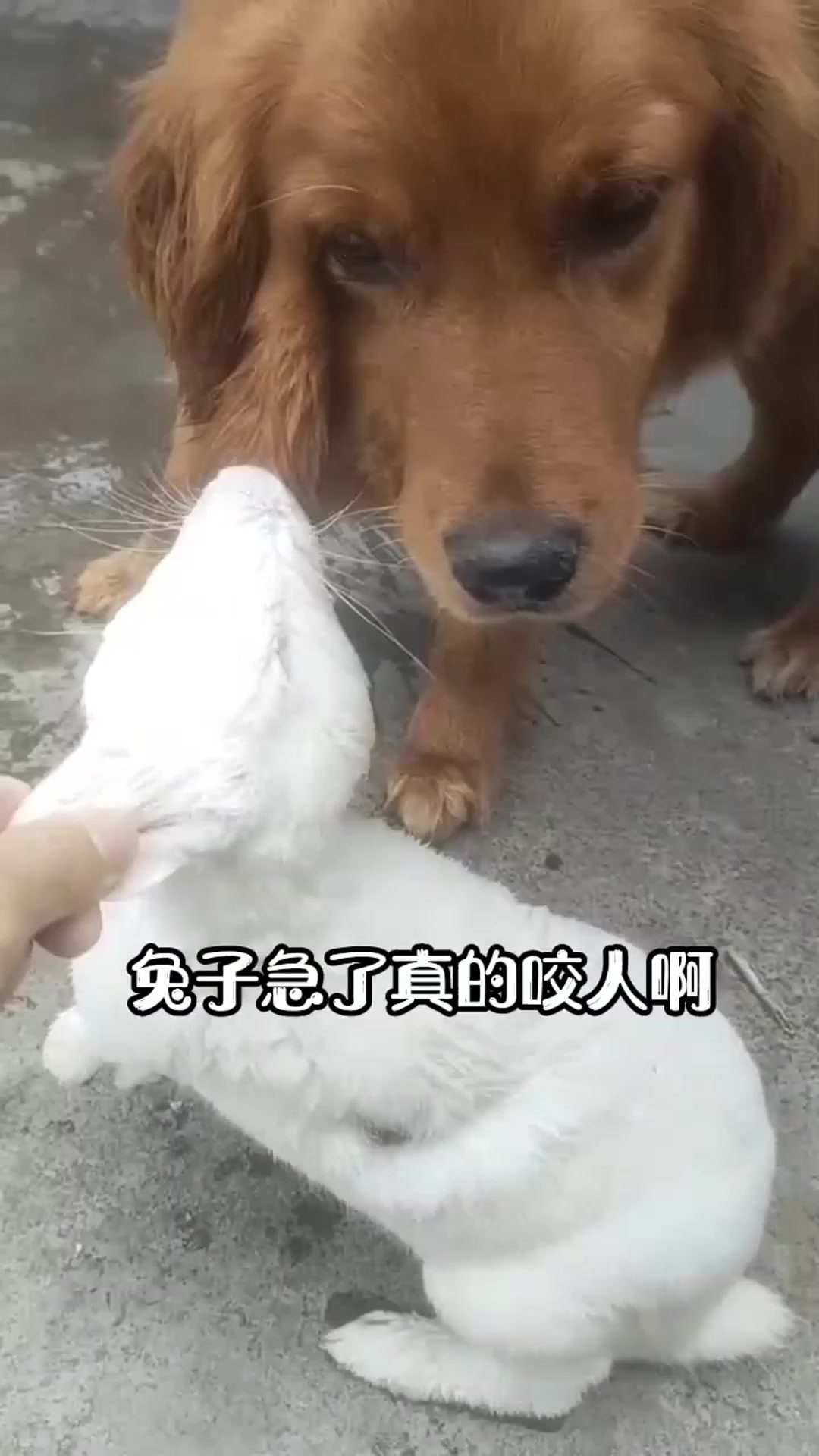 俗话是真的,兔子急了真的会咬人