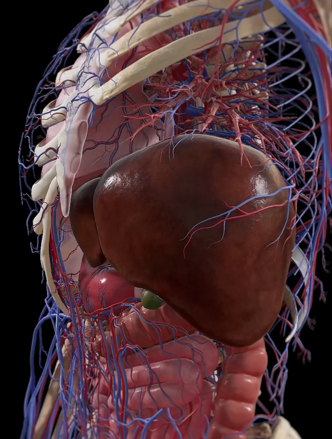 保护人体肝脏健康