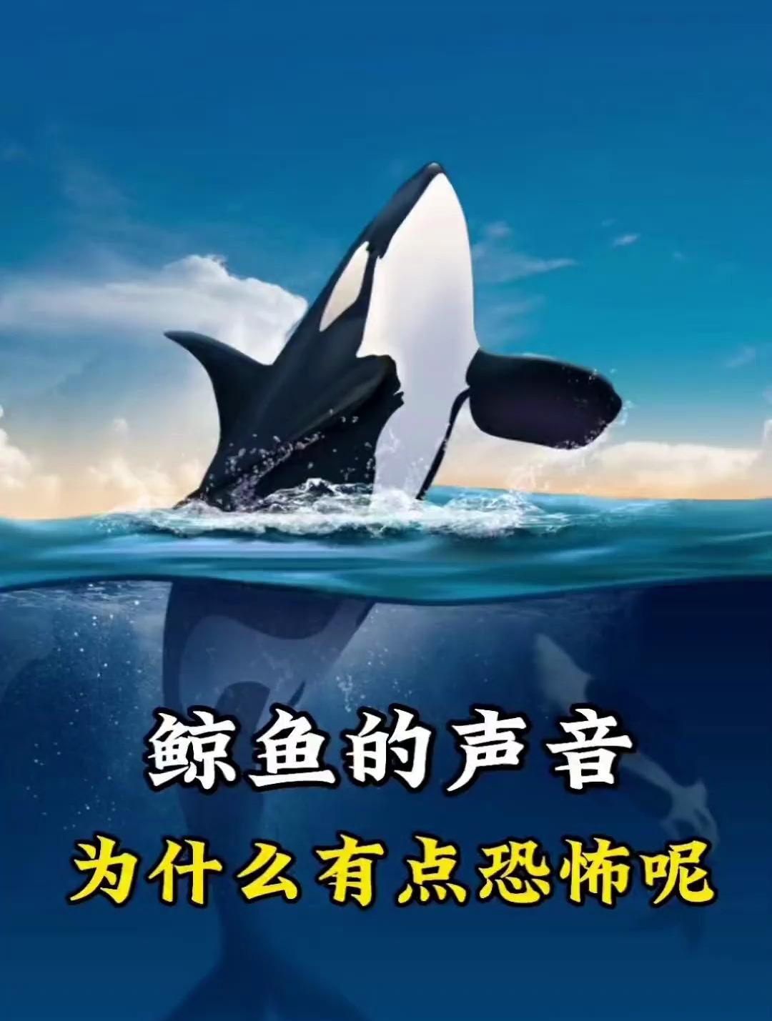 为什么鲸鱼的声音有点恐怖呢!