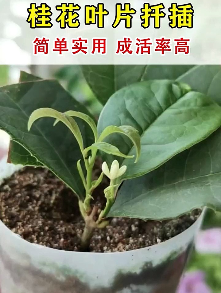 桂花如何扦插(月季花如何扦插)