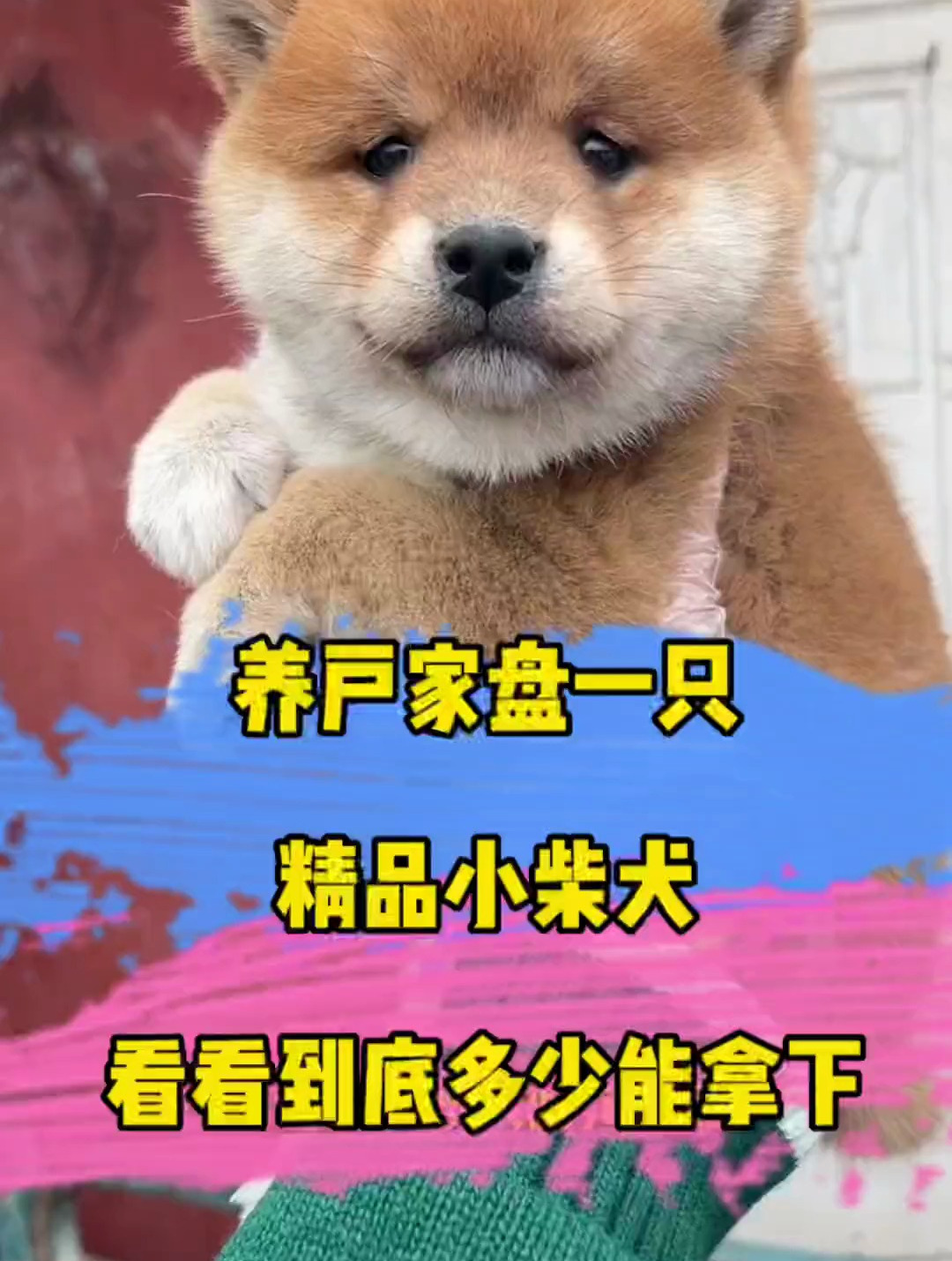 小柴犬多少钱一只图片