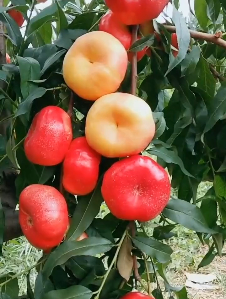 金陵晚霞3号优蟠桃 不裂果 黄肉油蟠桃 1-2年生金陵晚霞油蟠桃苗-度小