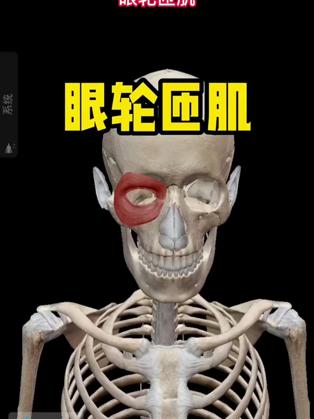 眼轮匝肌一块可能会让你大小眼的肌肉