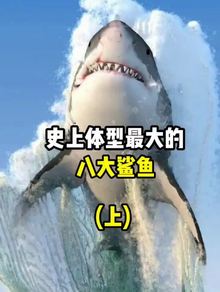史上体型最大的八大鲨鱼,你知道多少? 上>
