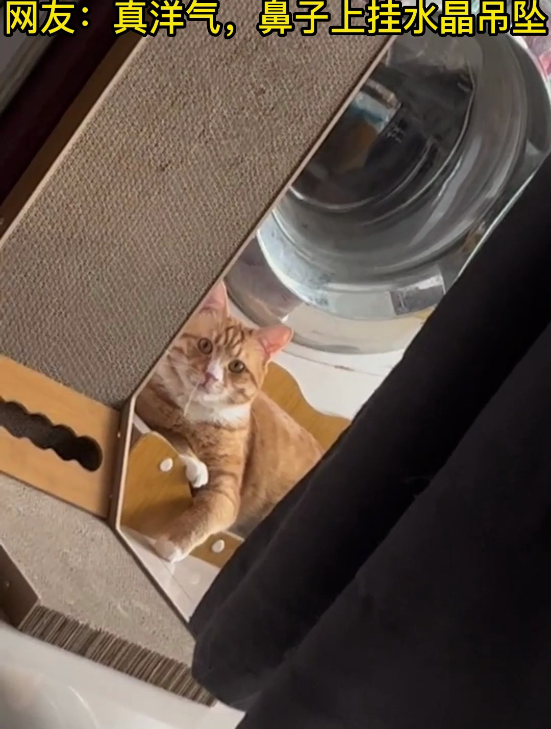 猫咪侧脸看着一本正经没想到一扭头网友鼻子上挂水晶吊坠