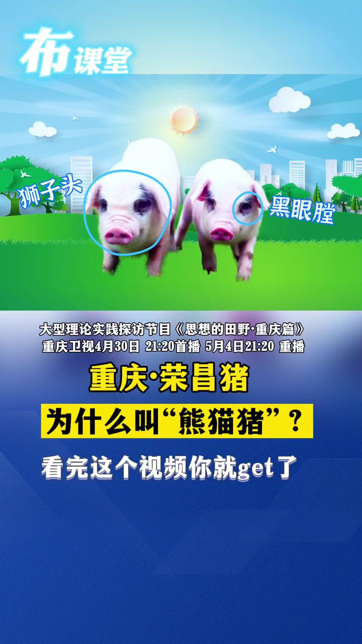 布课堂荣昌猪为什么叫熊猫猪看完这个视频你就get了思想的田野重庆篇