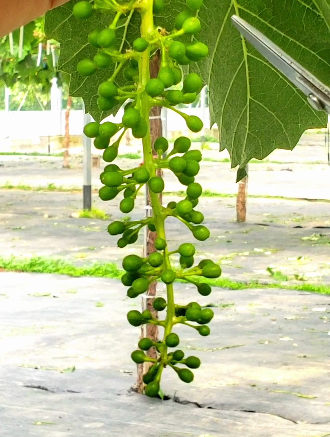 阳光玫瑰葡萄疏果