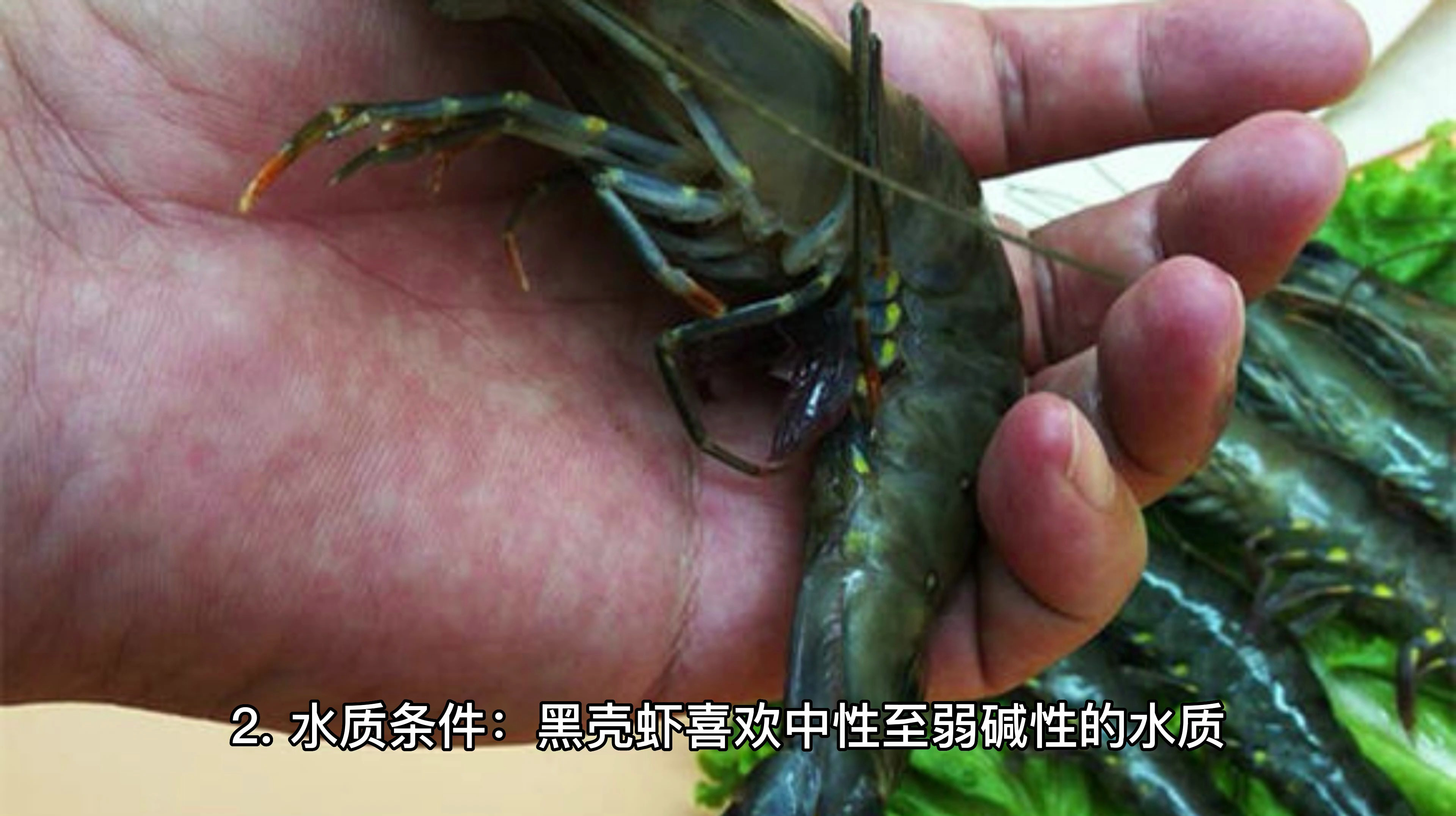 黑壳虾怎么养才能养活