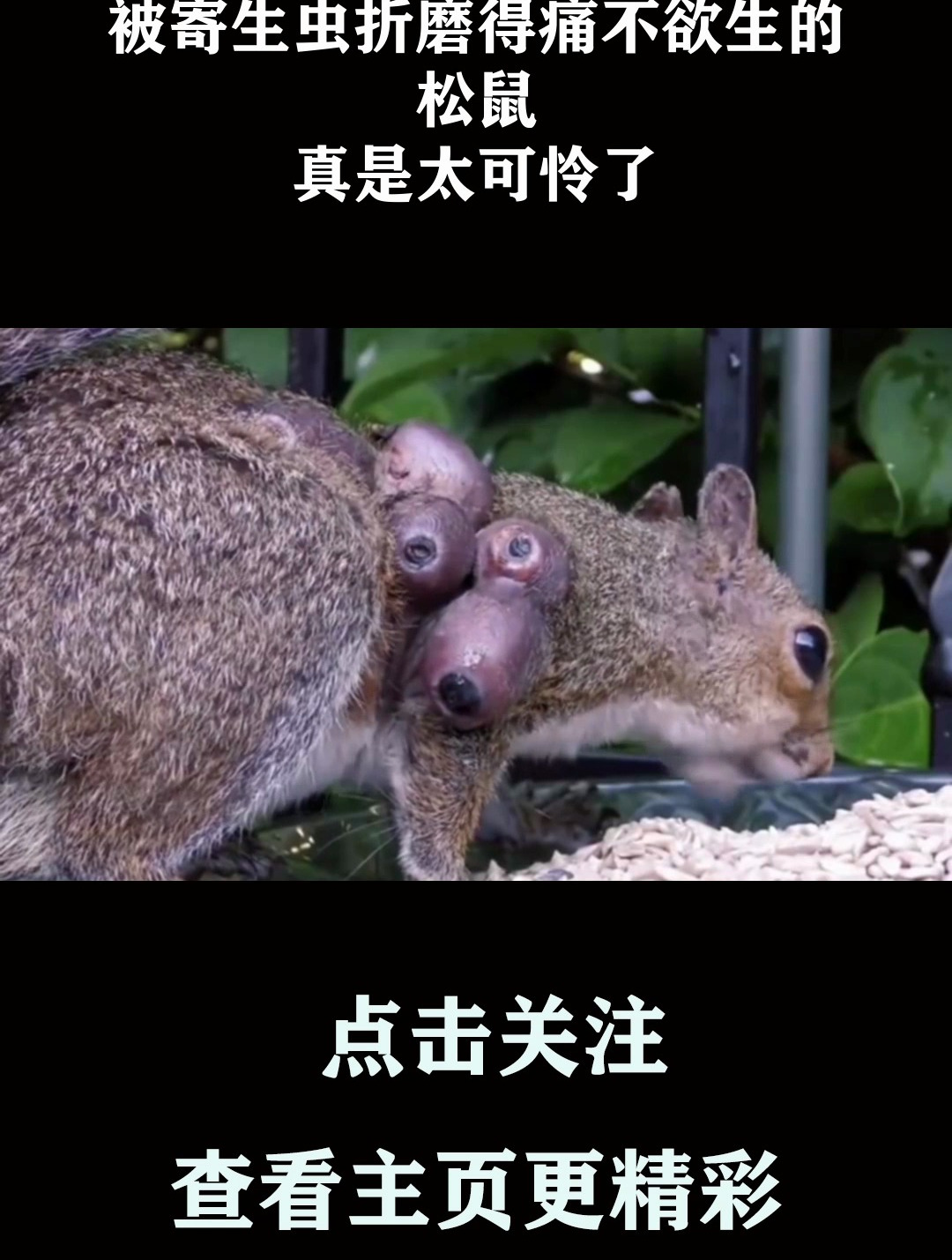 被寄生虫折磨得痛不欲生的松鼠,真是太可怜了-度小视