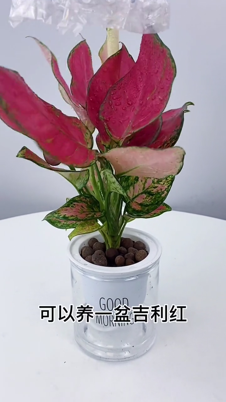 吉利红也叫如意皇后,如意万年青,它的花语是健康,长寿-度小视