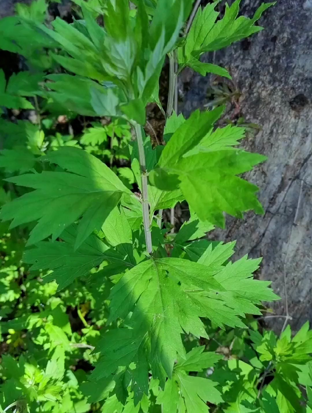 端午前后采艾草 一定要分清楚艾蒿和水蒿的区别哦-度小视