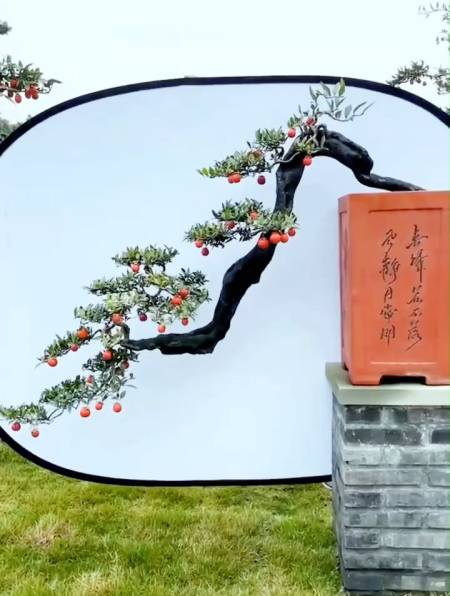 这棵金弹子老桩到底是悬崖好看还是过去式好看?-度小视