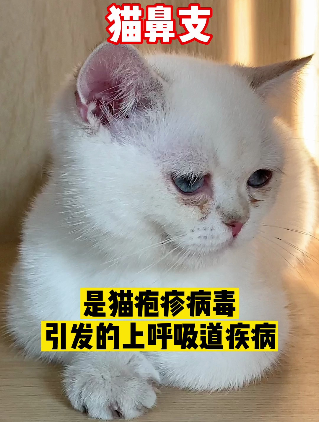 猫鼻支是猫疱疹病毒引发的上呼吸道传染病,打喷嚏,流鼻涕……-度小视